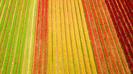 Top view of flower farm garden photo by drone