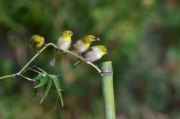 Chestnut-flanked white-eye, Zosterops erythropleurus Swinhoe