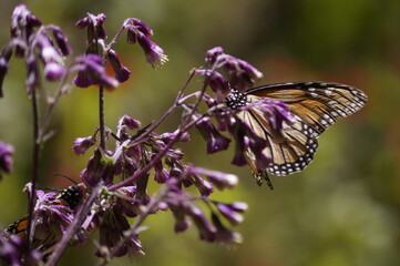 Mariposas Monarca