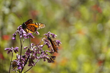 Mariposas Monarca