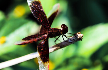 Red Dragonfly sitting on the grass, beautiful closeup of the detailed wings and body.