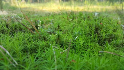 grass in the grass