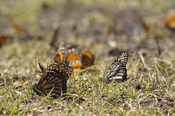Fototapeta premium Mariposas Monarca