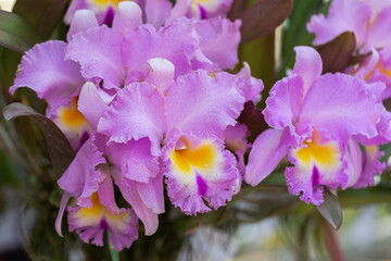 Orchid flower in the garden. Cattleya Orchidaceae.