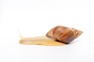 Achatina snail crawling on a white background.