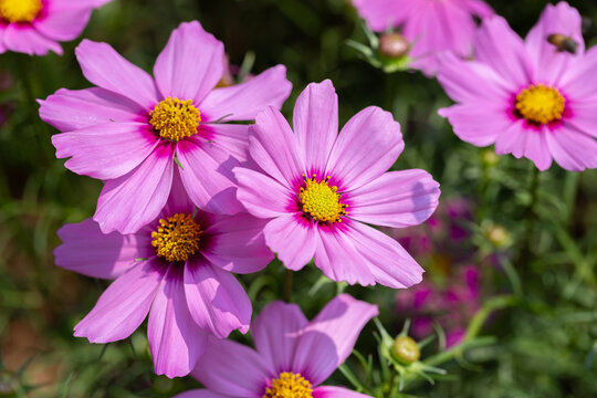 Cosmos or Mexican Aster flower in garden.