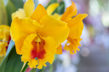Orchid flower in the garden. Cattleya Orchidaceae.