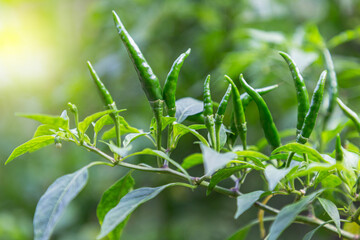 Fototapeta na wymiar Chilli pepper plants (also chile, chile pepper, chilli pepper, or chilli)