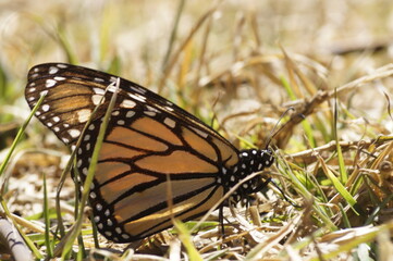 Mariposas Monarca