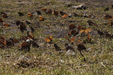 Mariposas Monarca