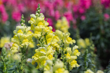 Snapdragon flower in garden.