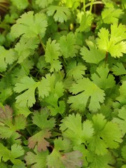 green coriander leaves 