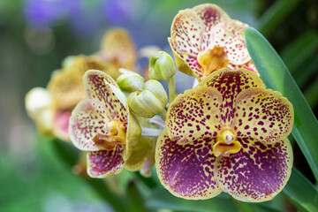 Orchid flower in the garden. Vanda Orchidaceae.