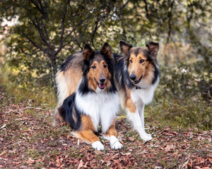 two beautiful long haired rough collie dogs in nature setting