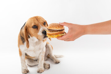 Beagle eating hamburger