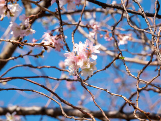 11月の晴れた日の10月桜