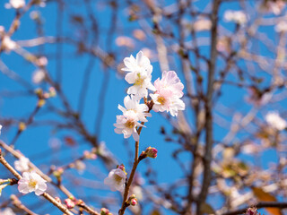 Fototapeta premium 11月の晴れた日の10月桜