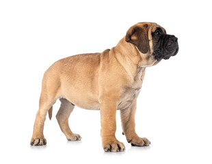 Obraz premium puppy bullmastiff in studio
