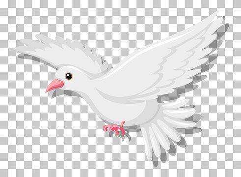 White pigeon flying isolated on transparent background