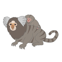 コモンマーモセットの親子のベクターイラスト