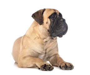 Obraz premium young bullmastiff in studio