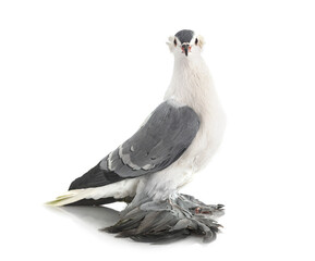 Saxon Shield in studio