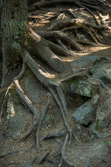 exposed tree roots on rocks