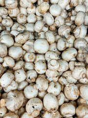 lots of raw mushrooms mushrooms mushrooms for cooking as a background