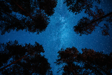 starry sky with the milky way through the trees