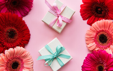 Gerbera flowers and gift boxes on a pink