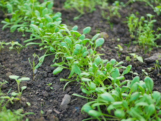Young fresh organic spinach plants in a greenhouse - selective focus. Growing microgreens. Healthy food concept