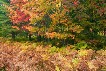 498-68 Hiawatha Ferns and Maples