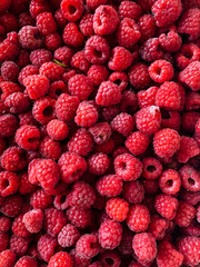 lots of ripe red raspberries for cooking as a background