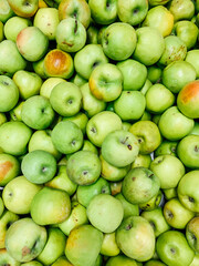 lots of ripe green apples for cooking as a background