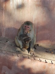 Indian Monkey playing in temples (monkey enjoying thier life in temples)