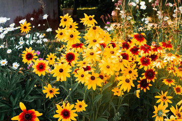 Orange and yellow rudbeckia flowers on a plant in the garden. A bunch of beautiful flowers...
