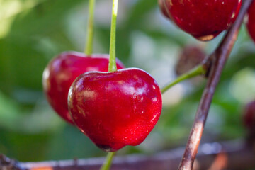 Red berry of a ripe cherry on a tree close-up.