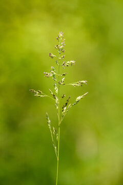 detail of grass inflorescence in bloom isolated
