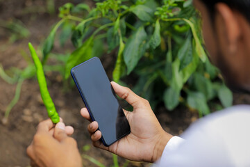 Agronomist taking photo in smart phone at green chilly field
