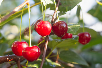 Red berry of a ripe cherry on a tree close-up. Ripe juicy cherry, macro photo. Cherry ripe in the summer on the Bush. A lot of cherry berries hanging on a branch.