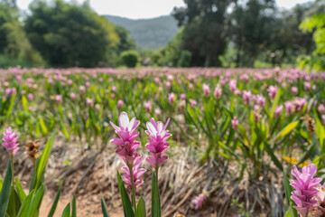 Pink flowers.Siam Tulip.Beautiful field of flower in National Park.