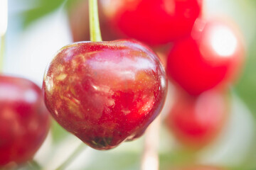 Red berry of a ripe cherry on a tree close-up. Ripe juicy cherry, macro photo.