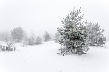 Winter foggy landscape with pine trees  in the snow, covered with rime. Winter wonderland.