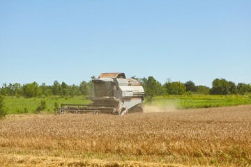 Combine harvester in action on wheat field. Process of gathering a ripe crop.