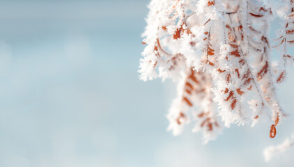 Beauty and freshness of winter frosty day. Macro shot of white rime on branches with leaves.
