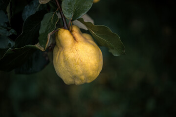 Ripe single yellow quince fruit on branch of a quince tree with green foliage at summer garden on dark background.