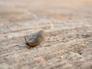 The snail was moving slowly forward on the road.
