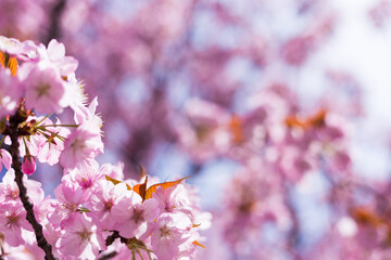 Fototapeta premium flowe from japan