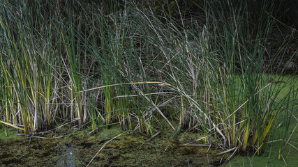 Pond in the Santa Barbara Botanic Garden