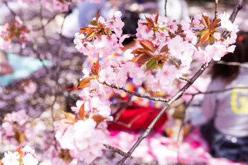 flowe from japan